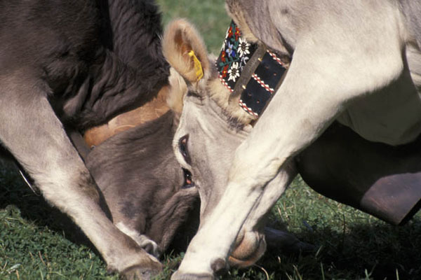  Val D'Ultimo (Unteltal) ritorno alle malghe (Almabtrieb) IMG4229