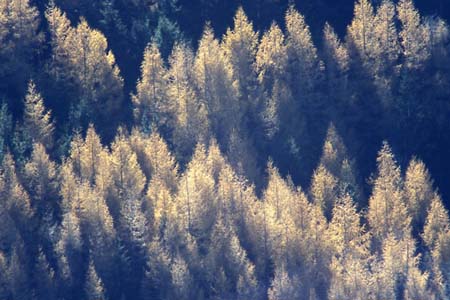 APPENNINO-larici-Abeti-Vers