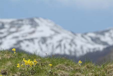 Primula-veris-Appennino-Fel