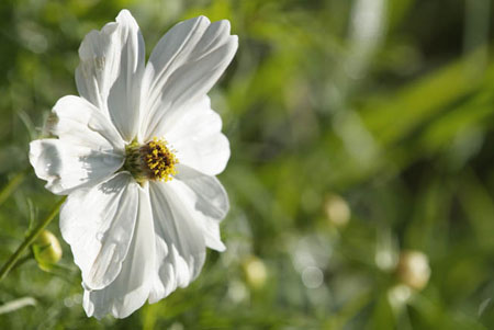 Chaumont sur Loire Chaumont sur Loire Jardin Echo  Papaver paeoniflorum 'White Cloud' DSCF8236