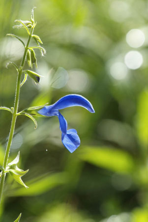 Chaumont sur Loire Du vent dans les voiles Salvia patens 'Blue Angel'DSCF8254