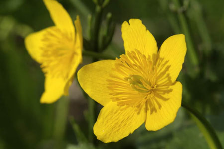 Caltha palustris