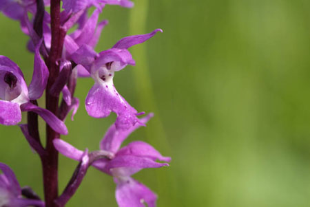 Orchis mascula 2