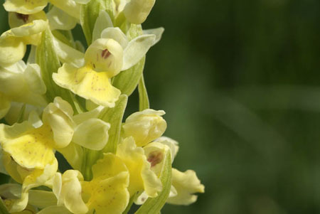 dactylorhiza sambucina 2