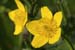 Caltha palustris