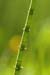 Equisetum ramosissimum 