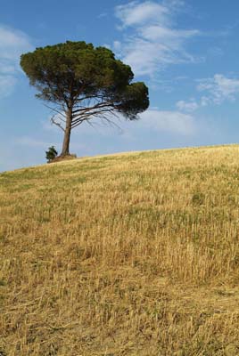 crete senesi 4