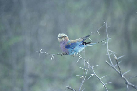 lilac breasted roller