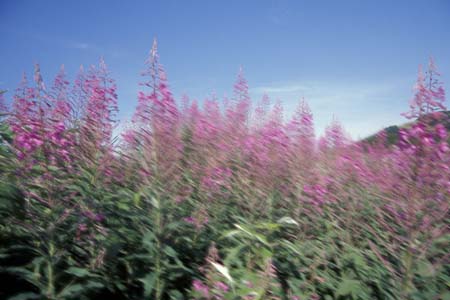 Epilobium-angustifolium