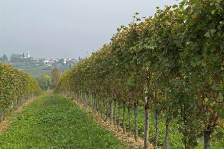 Conegliano prosecco  _DSF9762