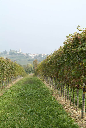 Conegliano prosecco  _DSF9763