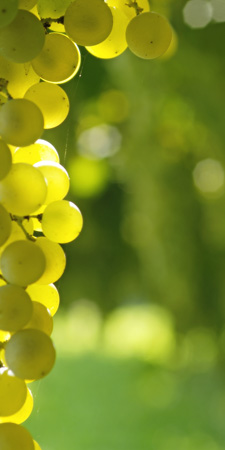 12 maturazione trebbiano