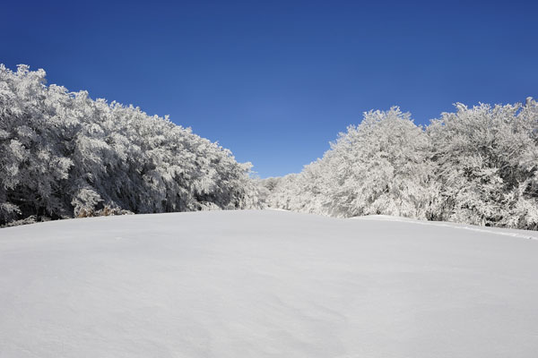  foreste casentinesi Camaldoli galaverna_7SC0321