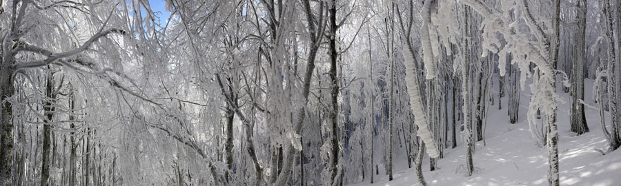 casentino Panorama 7 100x30