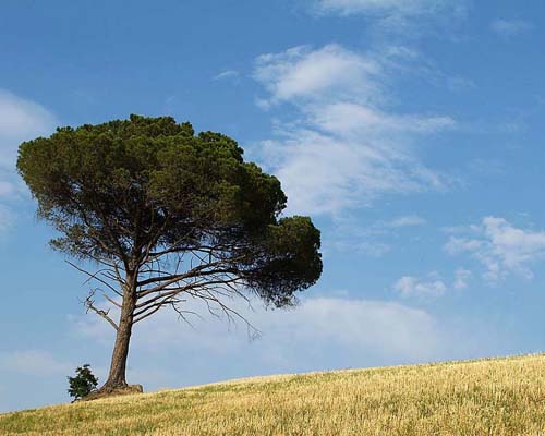 crete-senesi-_DSF3038