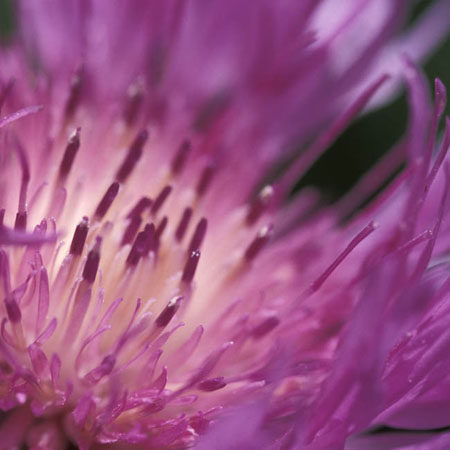 centaurea 