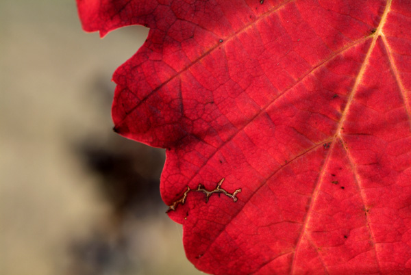 colori autunnali lambrusco Grasparossa di Castelvetro _DSF5821