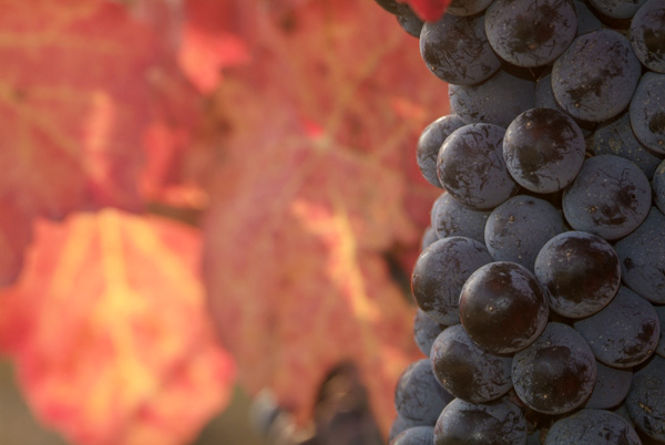 lambrusco Grasparossa di Castelvetro _DSF5857