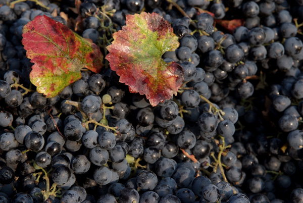 lambrusco Grasparossa di Castelvetro _DSF9595