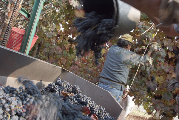 vendemmia lambrusco Grasparossa di Castelvetro _DSF9516