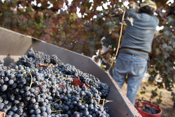 vendemmia lambrusco Grasparossa di Castelvetro _DSF9519