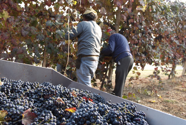 vendemmia lambrusco Grasparossa di Castelvetro _DSF9525