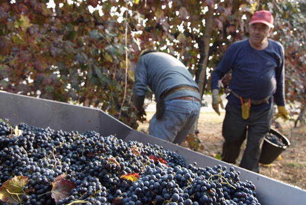 vendemmia lambrusco Grasparossa di Castelvetro _DSF9526