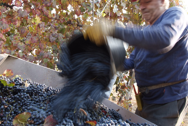 vendemmia lambrusco Grasparossa di Castelvetro _DSF9527