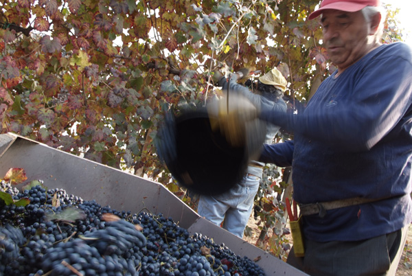 vendemmia lambrusco Grasparossa di Castelvetro _DSF9528