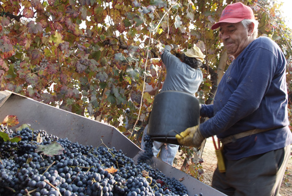 vendemmia lambrusco Grasparossa di Castelvetro _DSF9529