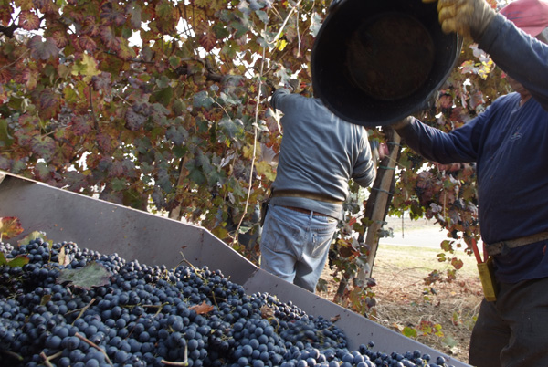 vendemmia lambrusco Grasparossa di Castelvetro _DSF9530