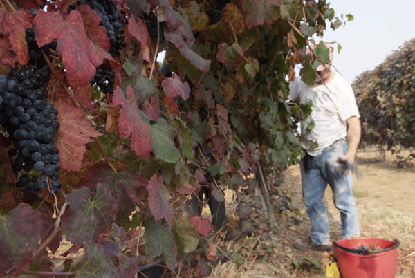 vendemmia lambrusco Grasparossa di Castelvetro _DSF9536