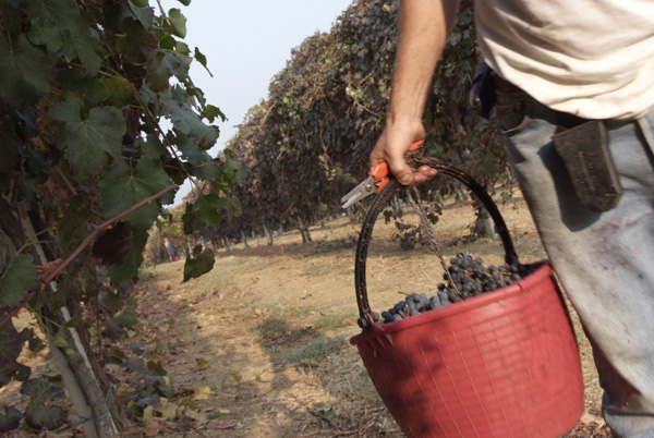 vendemmia lambrusco Grasparossa di Castelvetro _DSF9545