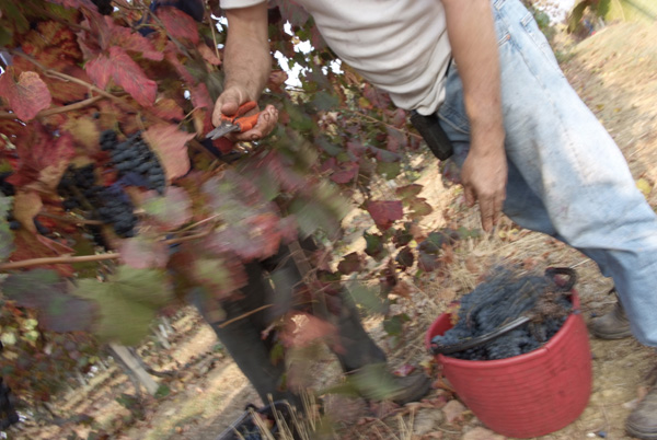 vendemmia lambrusco Grasparossa di Castelvetro _DSF9559