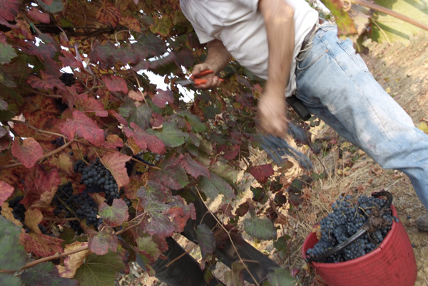 vendemmia lambrusco Grasparossa di Castelvetro _DSF9563