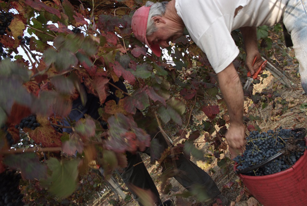 vendemmia lambrusco Grasparossa di Castelvetro _DSF9571