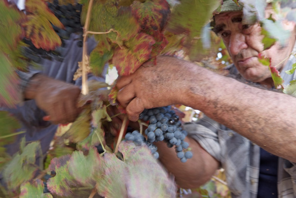 vendemmia lambrusco Grasparossa di Castelvetro _DSF9589