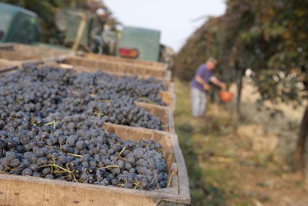 vendemmia lambrusco Grasparossa di Castelvetro _DSF9608