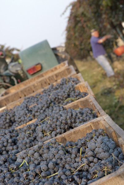 vendemmia lambrusco Grasparossa di Castelvetro _DSF9611