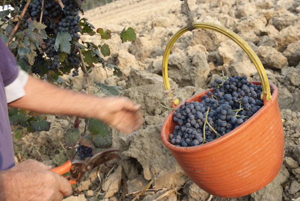 vendemmia lambrusco Grasparossa di Castelvetro _DSF9613