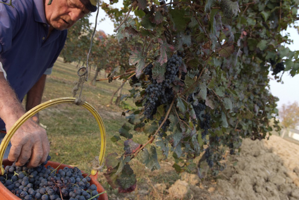 vendemmia lambrusco Grasparossa di Castelvetro _DSF9614