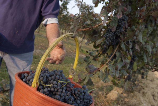 vendemmia lambrusco Grasparossa di Castelvetro _DSF9616