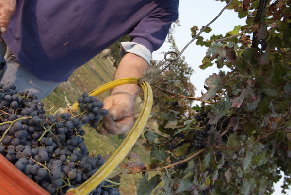 vendemmia lambrusco Grasparossa di Castelvetro _DSF9621