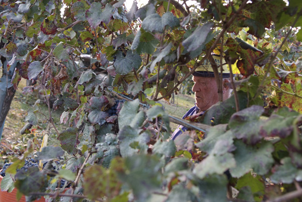 vendemmia lambrusco Grasparossa di Castelvetro _DSF9628