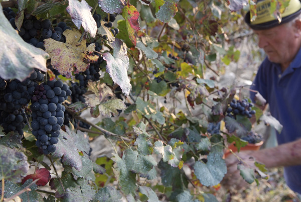 vendemmia lambrusco Grasparossa di Castelvetro _DSF9631