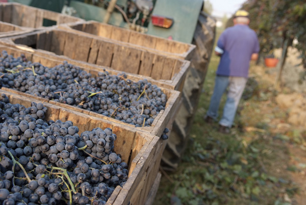 vendemmia lambrusco Grasparossa di Castelvetro _DSF9634